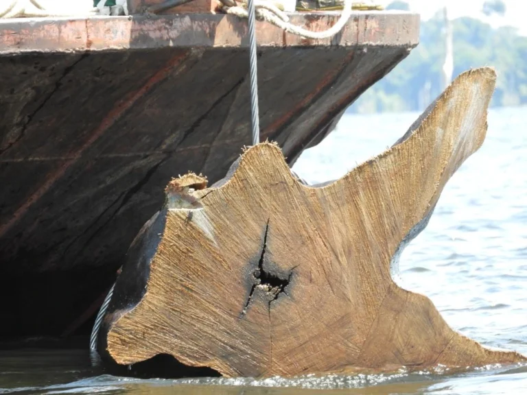 Ein brauner Baumstamm wird am Seil eines Bootes aus einem See gehoben, der von Wasser umgeben ist.