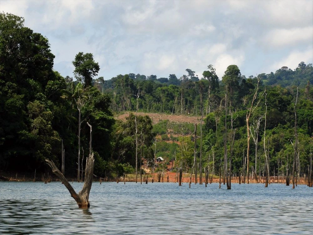 Mehrere abgestorbene Bäume stehen im flachen Wasser, während im Hintergrund ein gerodeter Wald und dichte Wälder zu sehen sind.