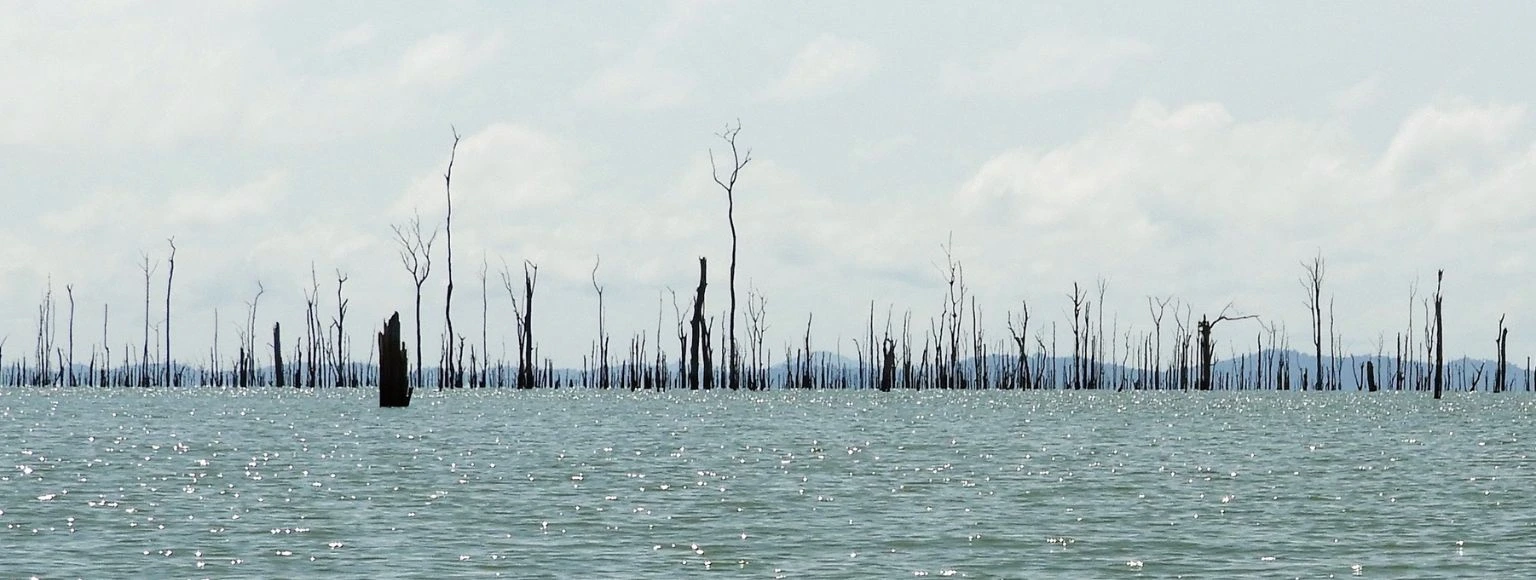 Das Bild zeigt eine ruhige See-Landschaft mit klarem, blauem Wasser. Im Vordergrund stehen ragen Baumstümpfe aus dem Wasser empor, die die einzigartige Ausstrahlung von Stauseeholz vermitteln. Die umliegende Vegetation erstrahlt in herbstlichen Farben, mit Bäumen und Sträuchern in verschiedenen Gelb- und Brauntönen. Hohe Gräser sind ebenfalls zu erkennen und rahmen den unteren Bereich der Szene ein. Auf der rechten Seite des Bildes deutet sich eine hölzerne Terrasse an, die Teil der Ufergestaltung sein könnte. Der Himmel ist wolkenlos und hellblau, was zur friedlichen Atmosphäre dieser Landschaft beiträgt. Es sind keine Menschen oder Tiere sichtbar; Der Fokus liegt auf der natürlichen Schönheit des Sees und seiner Umgebung im Herbstlicht.