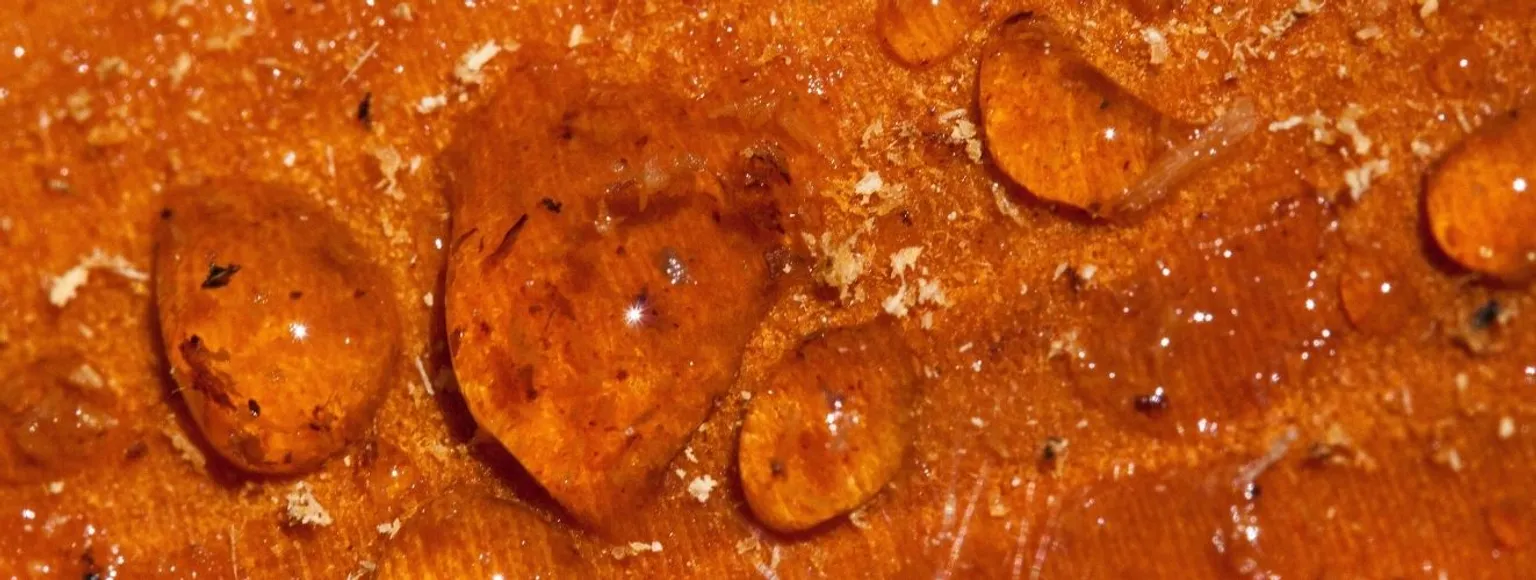 Bernsteinfarbene Harztropfen auf hellem Holzfußboden, mit Oberflächen- und Materialdetails.