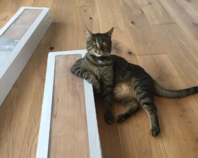 Eine getigerte Katze ruht auf einem hellen Holzboden neben einer rechteckigen weißen Box im Haus.