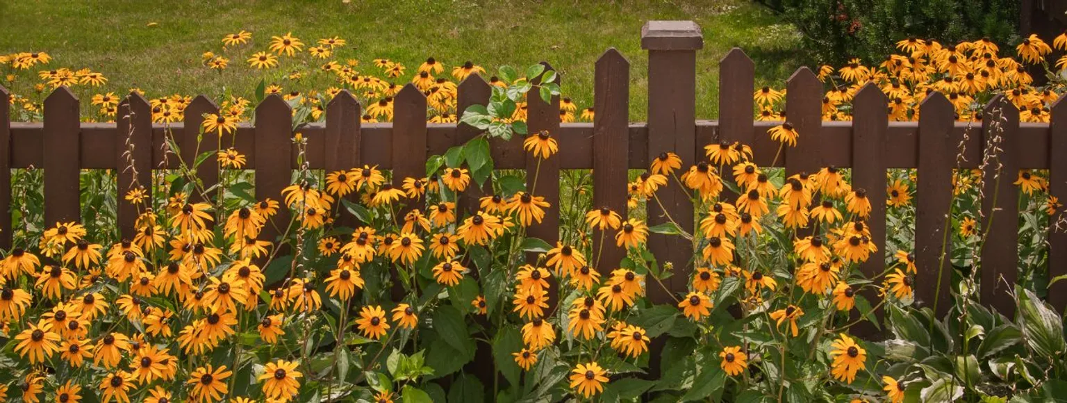 Gelbe Blumen, die neben einem braunen Holzzaun im Freien wachsen, inmitten von grünem Gras.