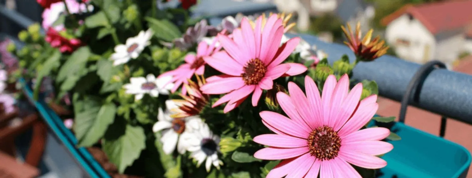 Rosa und weiße Gänseblümchen auf einem Terrassengeländer mit Grünzeug im Frühling.