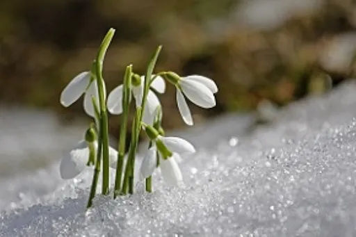 Weiße Schneeglöckchen mit grünen Stielen, die im Frühling auf einer Terrasse mit Pflastersteinen wachsen.
